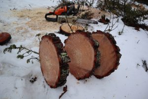 Mäntykiekot. Kolme pyöreää kiekkoa sahattiin muutaman sentin paksuisiksi. Kanto on muisto että siinä on ollut komea puu