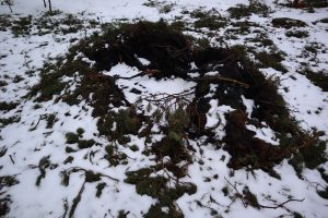 Männyn oksat poltettiin, iso kasa, vielä traktorin perälevyllä ne kasataan uudelleen ja katsotaan mitä niille tehdään