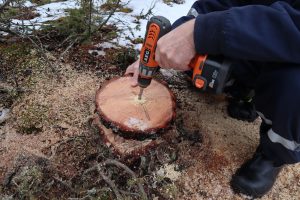 Mäntykiekon keskeltä porattiin sydänpuuhun sentin halkaisijaltaan oleva reikä, jotta kuivuessaan puu ei halkea