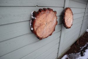 Mäntyiekot saatiin hyvin varaston ulkoseinälle kuivumaan. Jännittävä nähdä, milloin ovat kuivat. Kuori vielä poistetaan.