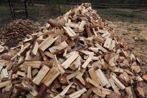 Mänty, halkaistuista tuli tosi iso kasa, siinä kasassa ne sitten kuivuvat kesän. Tällaista siis tehtiin, polttopuita.