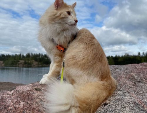 Hyvän mielen kissakirja, Golden_Paws_Adventures_Finland